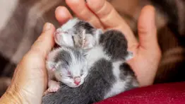 ¿Es seguro tocar las crías de los gatos?