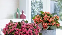 Kalanchoes: vibrantes flores y hojas carnosas para el hogar