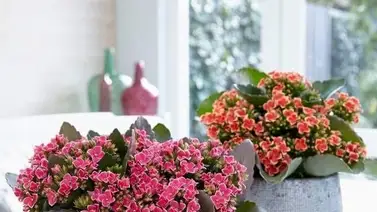 Kalanchoes: vibrantes flores y hojas carnosas para el hogar Kalanchoes: vibrantes flores y hojas carnosas para el hogar