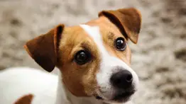 ¿Cada cuánto tiempo debes limpiarle los ojos al perro? Entérate