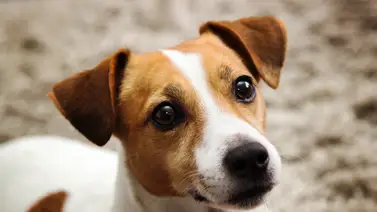 ¿Cada cuánto tiempo debes limpiarle los ojos al perro? Entérate ¿Cada cuánto tiempo debes limpiarle los ojos al perro? Entérate