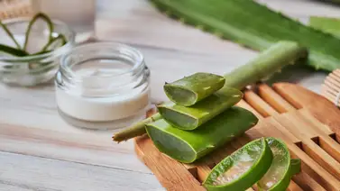 Aprovecha las bondades hidratantes y humectantes de esta planta Aprovecha las bondades hidratantes y humectantes de esta planta