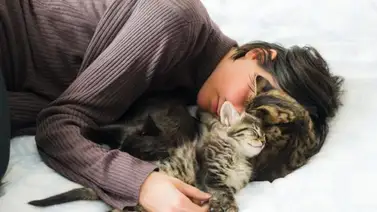 Señales que los gatos entienden los estados de ánimo de sus amos Señales que los gatos entienden los estados de ánimo de sus amos