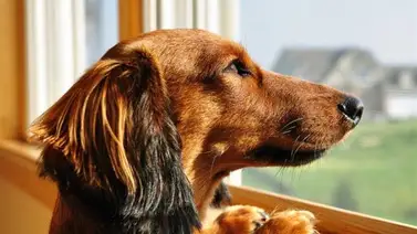 ¡Sorprendente! Los perros pueden predecir estas 6 cosas ¡Sorprendente! Los perros pueden predecir estas 6 cosas