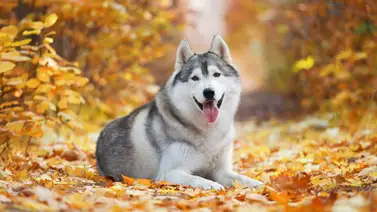 ¿En cuál parte del perro se ubica la huella dactilar? Entérate ¿En cuál parte del perro se ubica la huella dactilar? Entérate