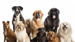 Perú busca erradicar la rabia en perros (+Detalles)