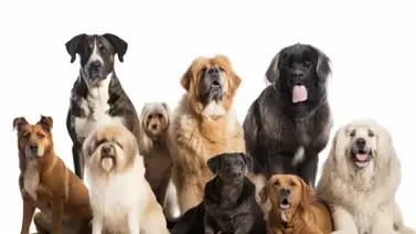 Perú busca erradicar la rabia en perros (+Detalles) Perú busca erradicar la rabia en perros (+Detalles)