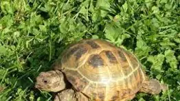 ¿Cuántas horas al día deben dormir las tortugas terrestres? Aquí te decimos