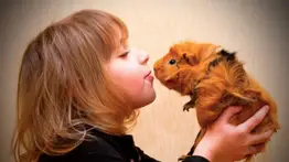 Tres tipos de cobayas ideales para tener en casa