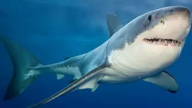 Los grandes tiburones están en peligro de extinción Los grandes tiburones están en peligro de extinción