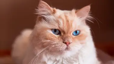 ¿Cuántas veces al día debe orinar el gato? Aquí te decimos ¿Cuántas veces al día debe orinar el gato? Aquí te decimos