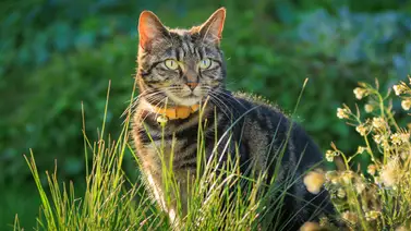 Gato: ¿Qué significa el color de la orina? Entérate Gato: ¿Qué significa el color de la orina? Entérate