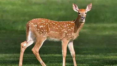 Venado | ¿Cuántas horas al día debe dormir? Aquí te decimos Venado | ¿Cuántas horas al día debe dormir? Aquí te decimos