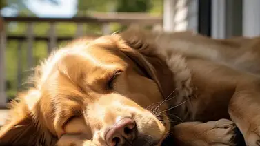 Esta son las causas por las que los perros duermen tanto Esta son las causas por las que los perros duermen tanto