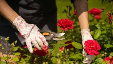 Científicos descubren el gen para conseguir berenjenas o rosas sin espinas (+Detalles) Científicos descubren el gen para conseguir berenjenas o rosas sin espinas (+Detalles)