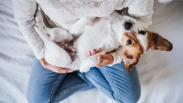 5 señales de que el perro te considera su madre 5 señales de que el perro te considera su madre