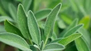 Esta es la planta que controla el nivel de azúcar y mejora la concentración Esta es la planta que controla el nivel de azúcar y mejora la concentración