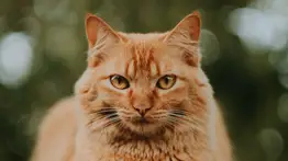 Gato | Estas son las causas por las cuales le da fiebre