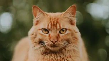 Gato | Estas son las causas por las cuales le da fiebre Gato | Estas son las causas por las cuales le da fiebre
