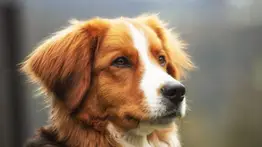 Perro | ¿Cuántas horas al día debe dormir para recargar energía?
