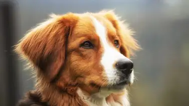 Perro | ¿Cuántas horas al día debe dormir para recargar energía? Perro | ¿Cuántas horas al día debe dormir para recargar energía?