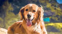 ¡Alerta! Estas son las señales del perro cuando tiene conjuntivitis