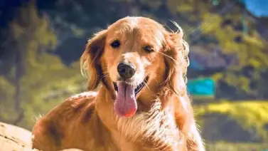 ¡Alerta! Estas son las señales del perro cuando tiene conjuntivitis ¡Alerta! Estas son las señales del perro cuando tiene conjuntivitis