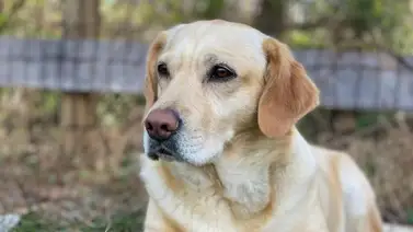 ¿Le puede dar gripe al perro? Esto dicen los expertos ¿Le puede dar gripe al perro? Esto dicen los expertos