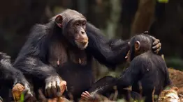 Intercambio de gestos de los chimpancés son similares a conversaciones humanas
