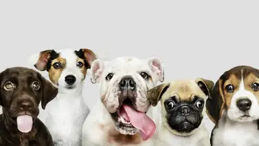 Estudio revela que los perros se vuelven más negativos al percibir el estrés humano (+Detalles) Estudio revela que los perros se vuelven más negativos al percibir el estrés humano (+Detalles)