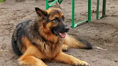 Los tres animales que pueden salvar vidas detectando enfermedades en humanos (+Detalles) Los tres animales que pueden salvar vidas detectando enfermedades en humanos (+Detalles)
