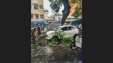 Fuertes lluvias en el oeste de Caracas causaron caída de árboles (+Fotos) Fuertes lluvias en el oeste de Caracas causaron caída de árboles (+Fotos)