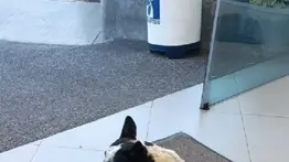 Ofrecen alta recompensa en dólares por información del perrito ‘Manchas’ (+MONTO)