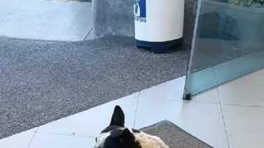 Ofrecen alta recompensa en dólares por información del perrito ‘Manchas’ (+MONTO) Ofrecen alta recompensa en dólares por información del perrito ‘Manchas’ (+MONTO)