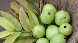 Hojas de guayaba ¡Estas son sus propiedades curativas!