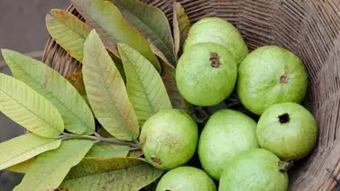Hojas de guayaba ¡Estas son sus propiedades curativas! Hojas de guayaba ¡Estas son sus propiedades curativas!