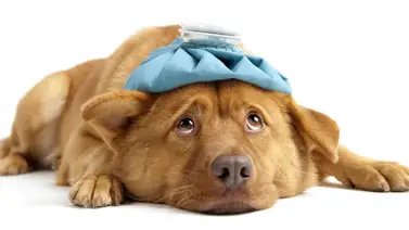 Nunca le des esta fruta a tu perro ¡Peligro! Nunca le des esta fruta a tu perro ¡Peligro!