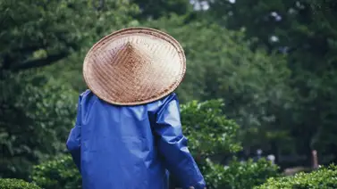 EEUU: En Texas solicitan jardineros ante escasez de mano de obra EEUU: En Texas solicitan jardineros ante escasez de mano de obra