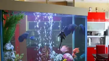 ¿Cómo saber si los peces tienen hambre? ¿Cómo saber si los peces tienen hambre?