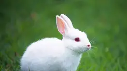 ¿Cuándo debes vacunar al conejo? Esto dicen los expertos