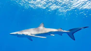Científicos descubren tiburones intoxicados con droga en Brasil (+Detalles) Científicos descubren tiburones intoxicados con droga en Brasil (+Detalles)