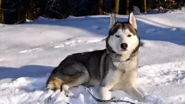 ¡Alerta! Así se comporta el perro cuando tiene dermatitis