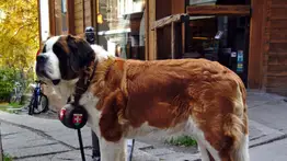 ¡Atención! Estas son las razas de perros que viven menos años
