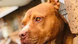 California | Entregan millonaria compensación a víctima de ataque canino