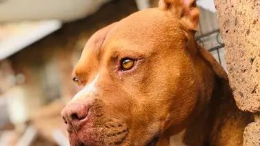 California | Entregan millonaria compensación a víctima de ataque canino California | Entregan millonaria compensación a víctima de ataque canino