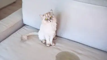 Consejos para lograr que el gato no orine dentro de casa Consejos para lograr que el gato no orine dentro de casa