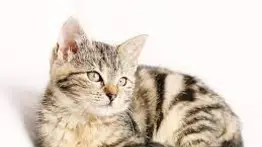 ¿El gato tiene cáncer? Así puedes detectarlo fácil y rápido