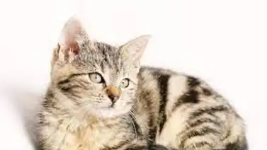 ¿El gato tiene cáncer? Así puedes detectarlo fácil y rápido ¿El gato tiene cáncer? Así puedes detectarlo fácil y rápido