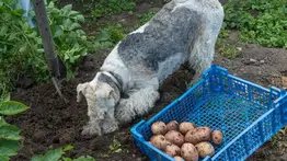 ¿Los perros pueden comer papas?