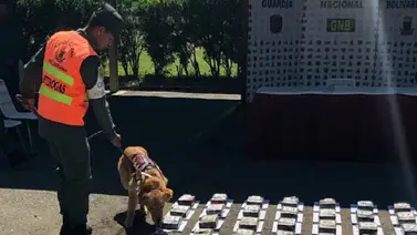 GNB incautó cerca de 100 kilos de marihuana en Barinas GNB incautó cerca de 100 kilos de marihuana en Barinas